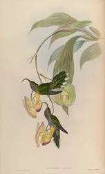 Eutoxeres aquila